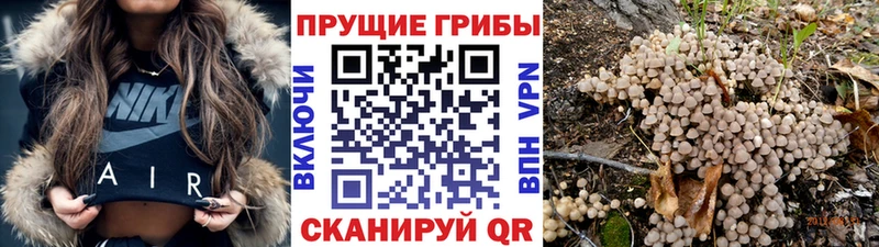 Псилоцибиновые грибы Cubensis Елец